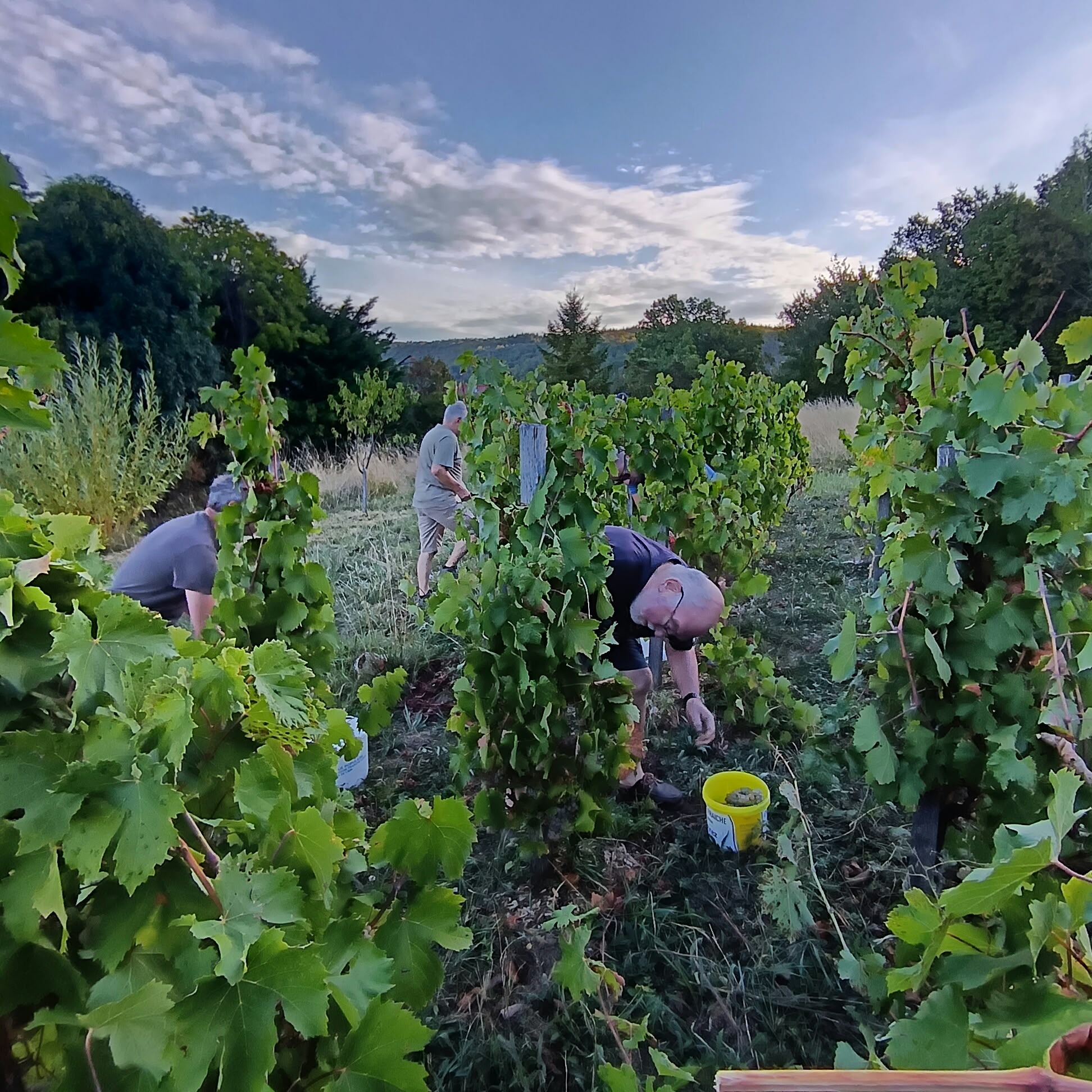 Cliquer pour agrandir On vendange à Douvres